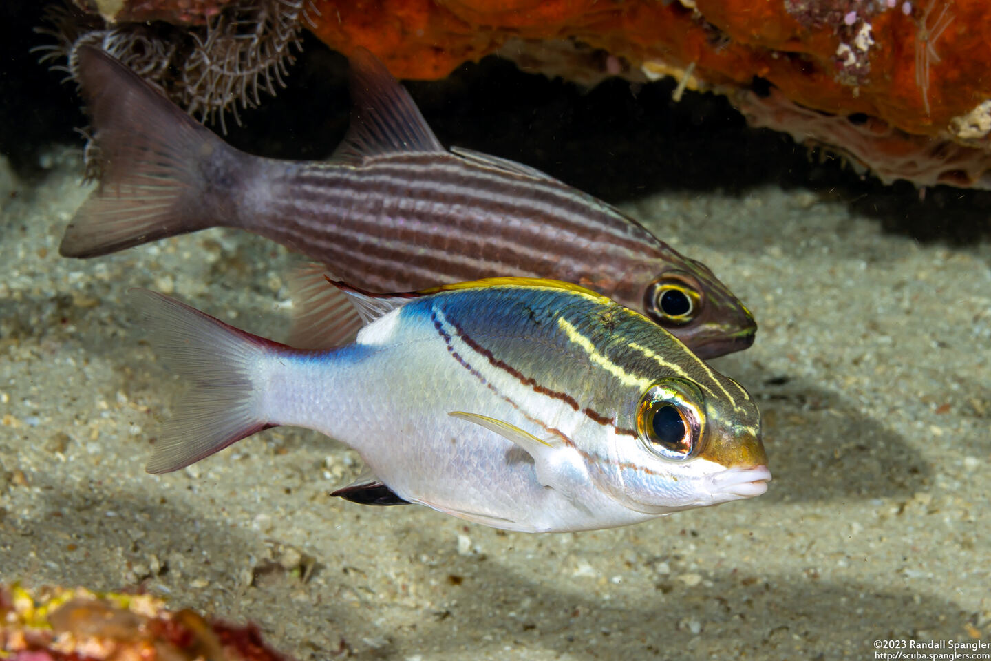 Scolopsis bilineata (Bridled Monocle Bream)