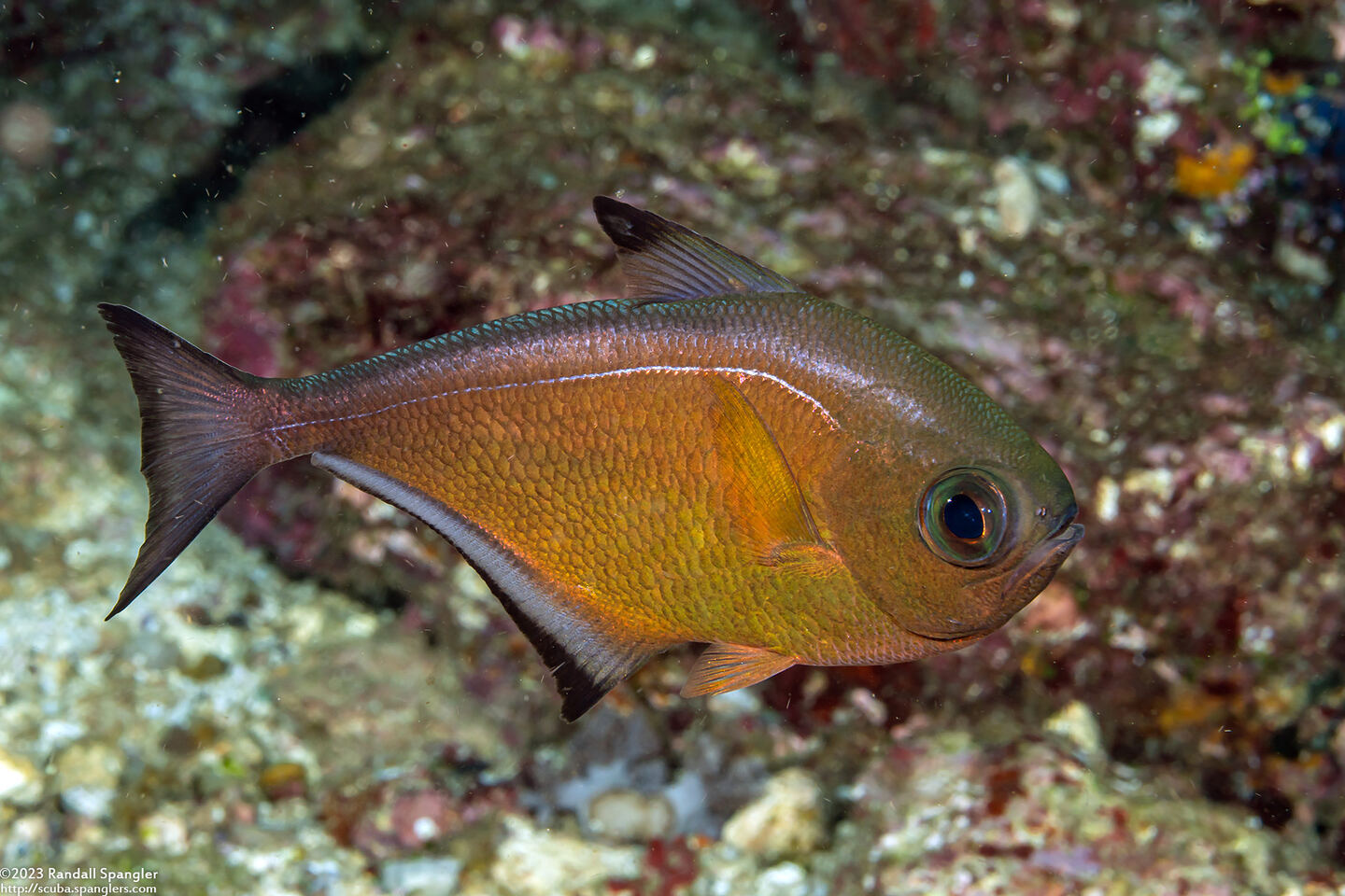 Pempheris vanicolensis (Vanikoro Sweeper)