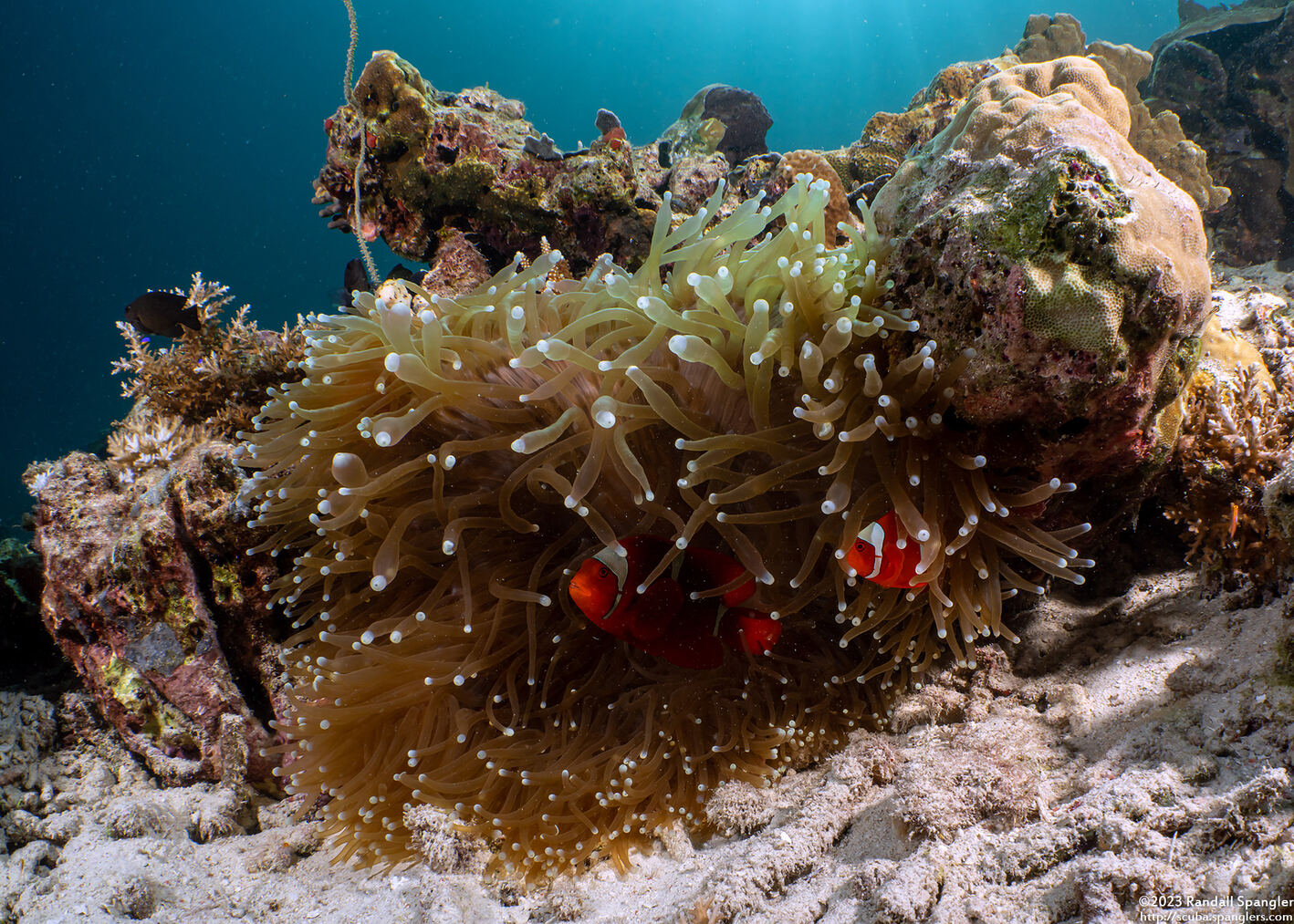 Entacmaea quadricolor (Bubble-Tip Anemone)