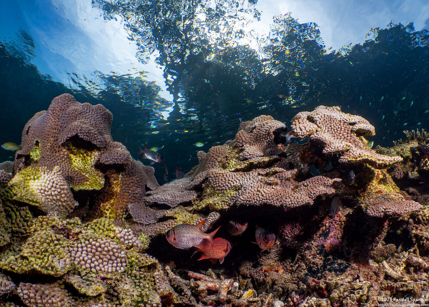 Diploastrea heliopora (Honeycomb Coral)