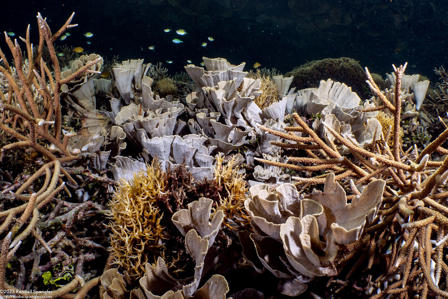 Echinopora lamellosa (Folded Echinopora)