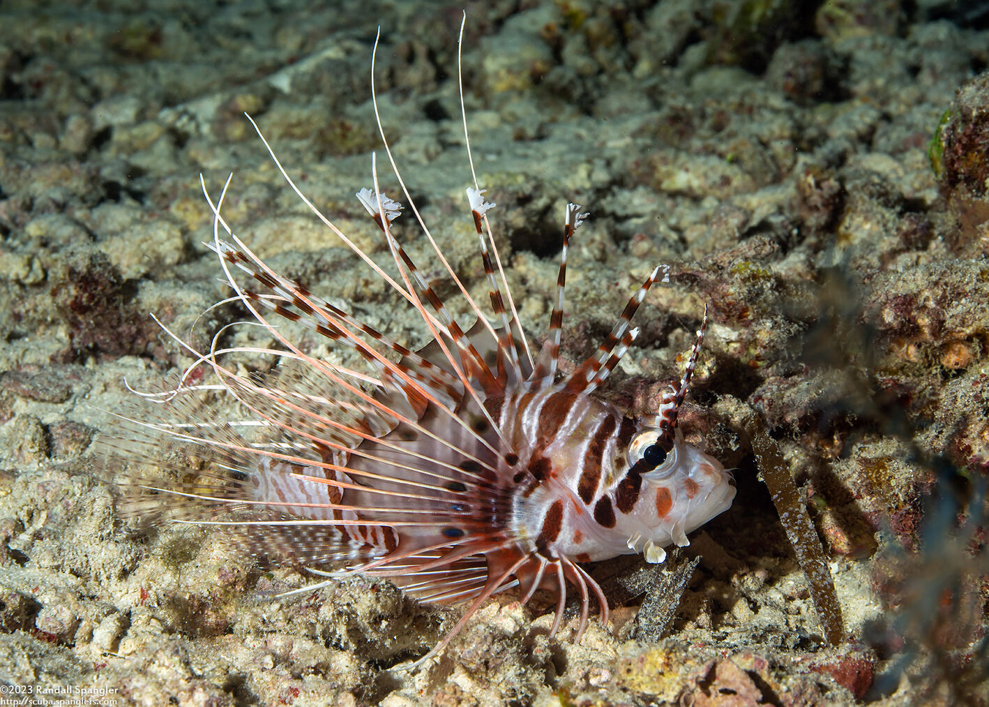 Pterois antennata (Spotfin Lionfish)