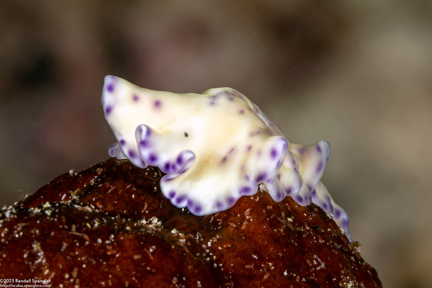 Pseudoceros laingensis (Laing Island Flatworm)