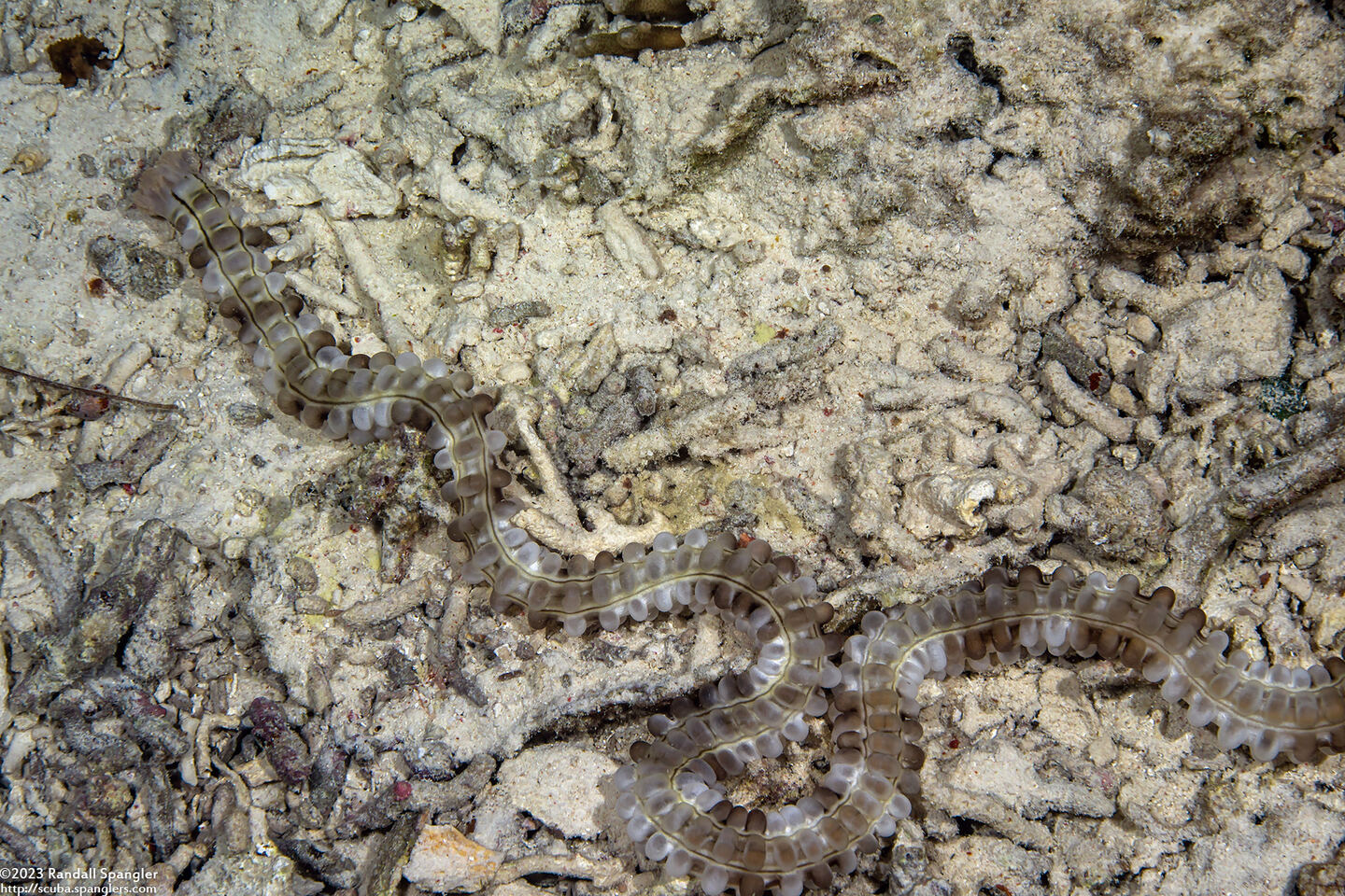 Euapta godeffroyi (Lion's Paw Sea Cucumber)