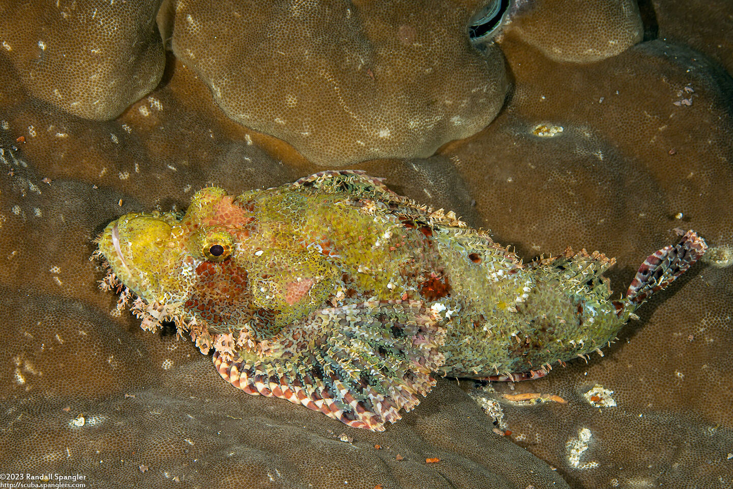 Scorpaenopsis oxycephala (Tasseled Scorpionfish)