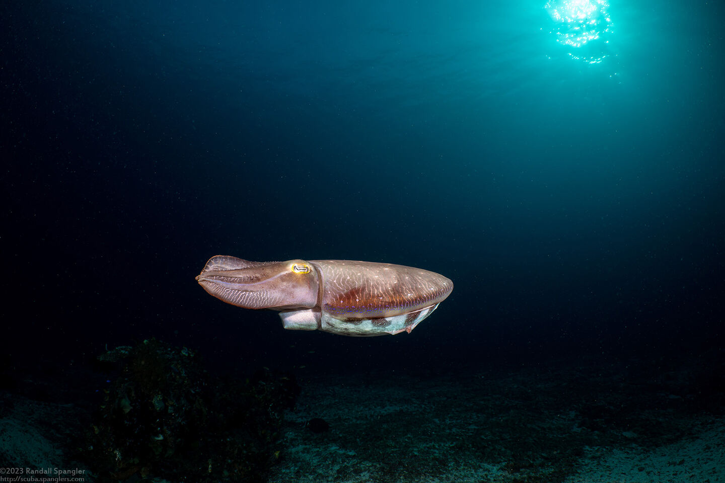 Sepia pharaonis (Pharaoh Cuttlefish)