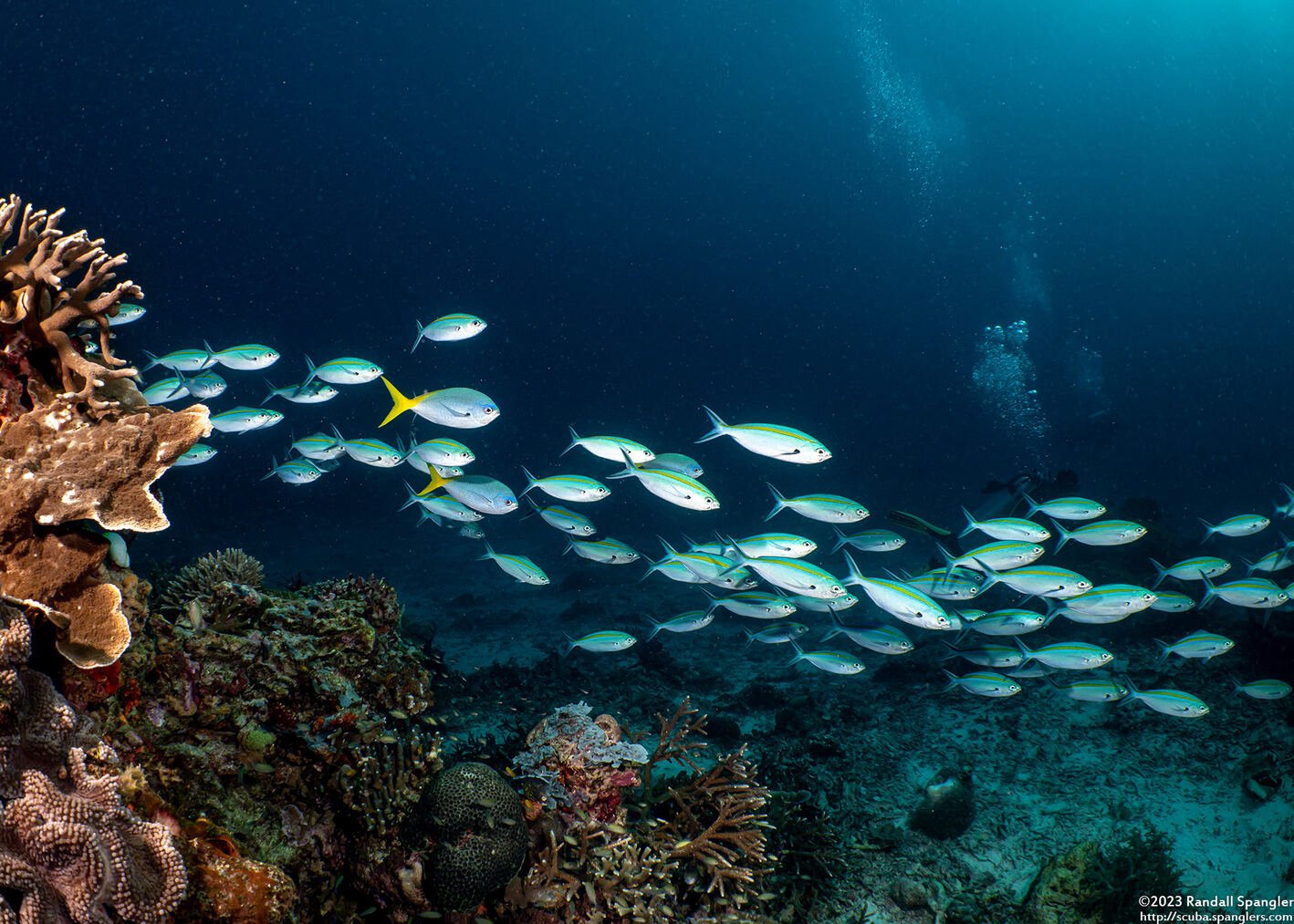 Caesio caerulaurea (Scissortail Fusilier)