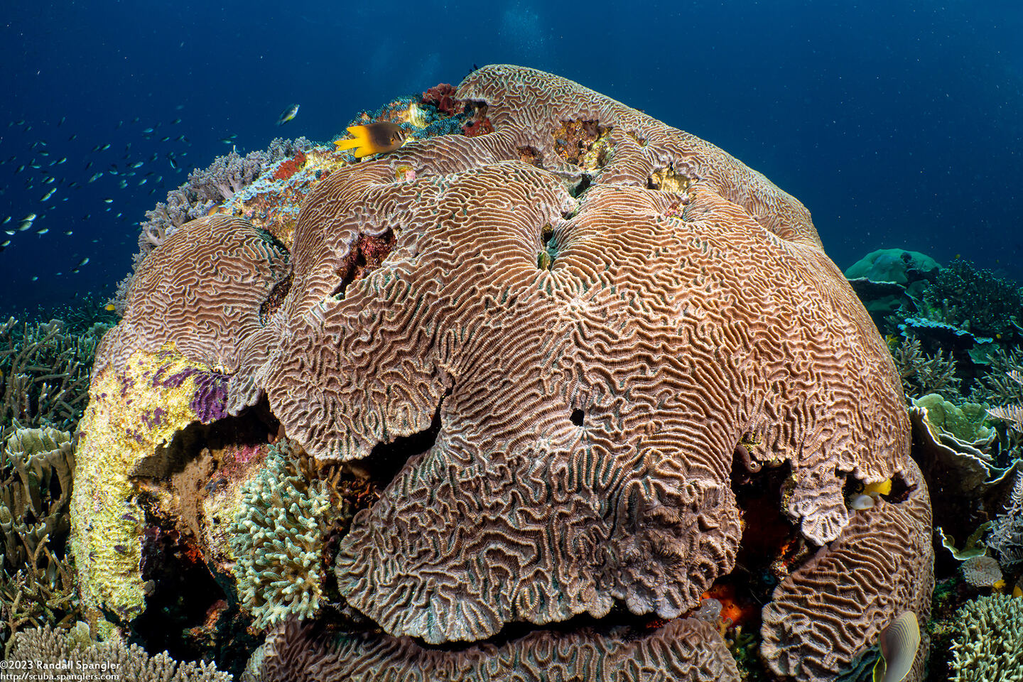 Platygyra sinensis (Platygyra Sinensis)