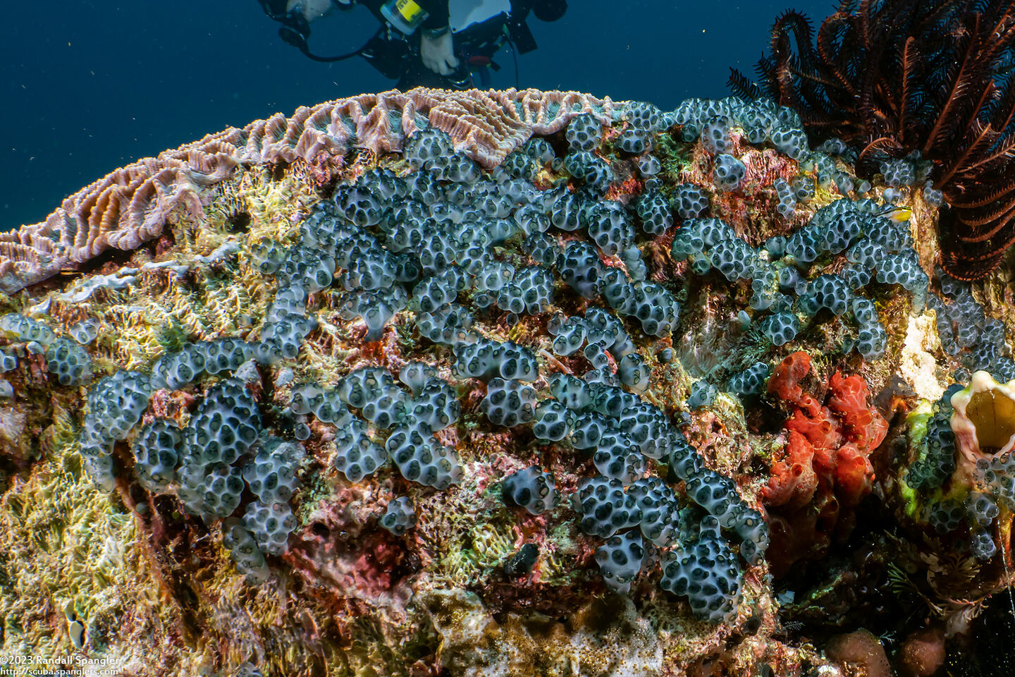 Sigillina signifera (Sigillina Signifera)