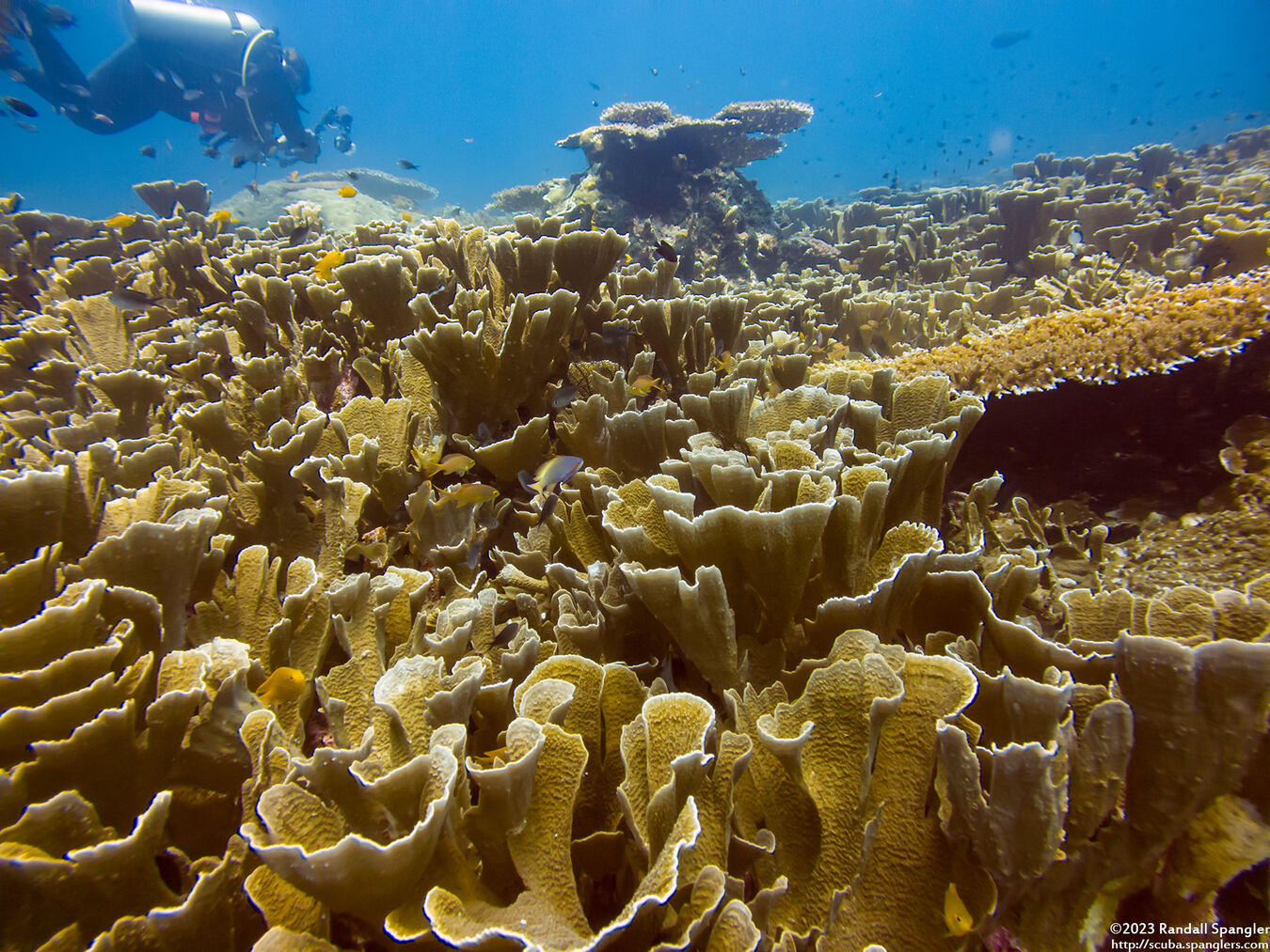 Echinopora lamellosa (Folded Echinopora)
