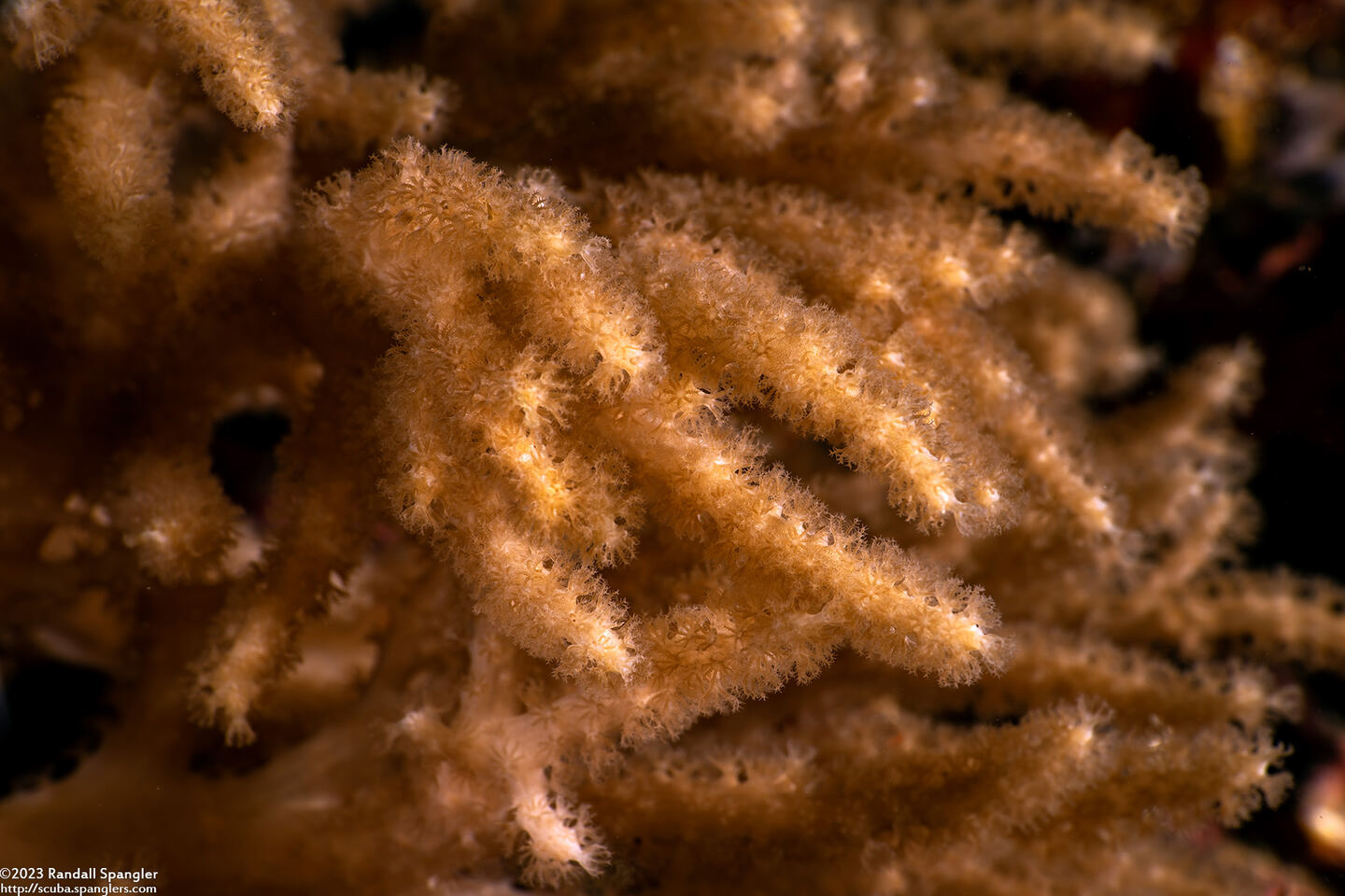 Menella sp.2 (Menella sp.2)