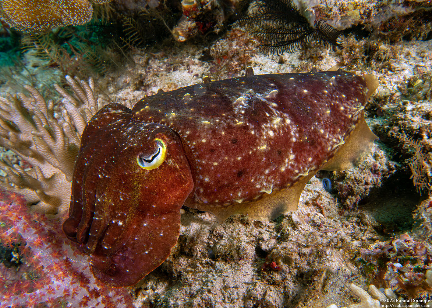 Sepia latimanus (Broadclub Cuttlefish)
