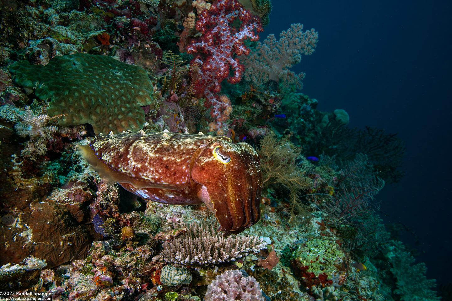 Sepia latimanus (Broadclub Cuttlefish)