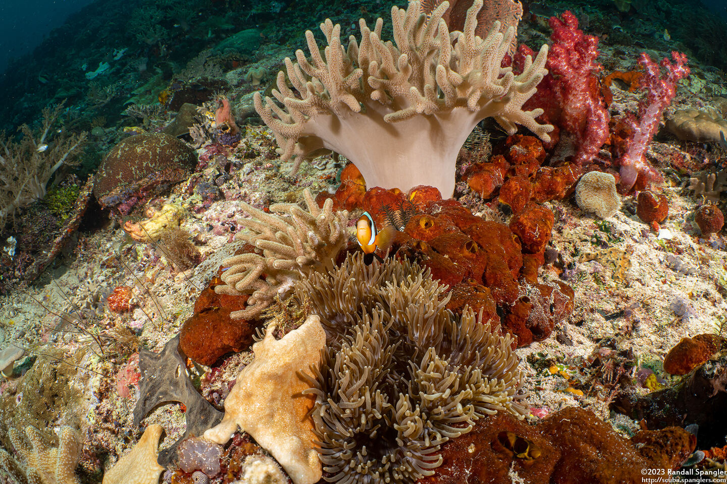 Heteractis malu (Delicate Sea Anemone)