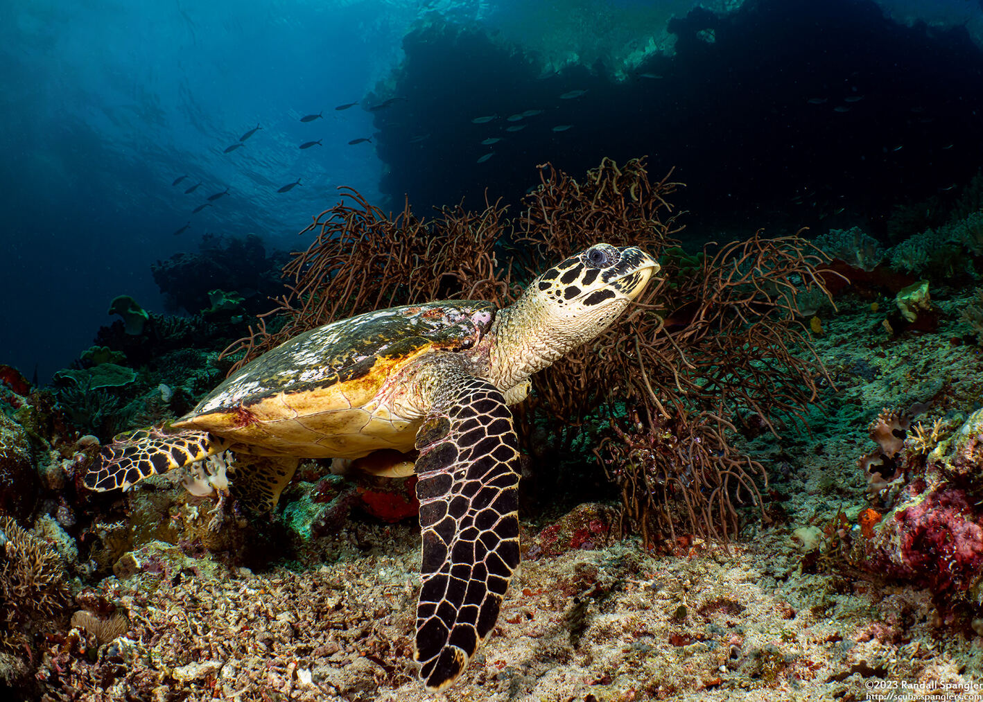 Eretmochelys imbricata (Hawksbill Turtle)