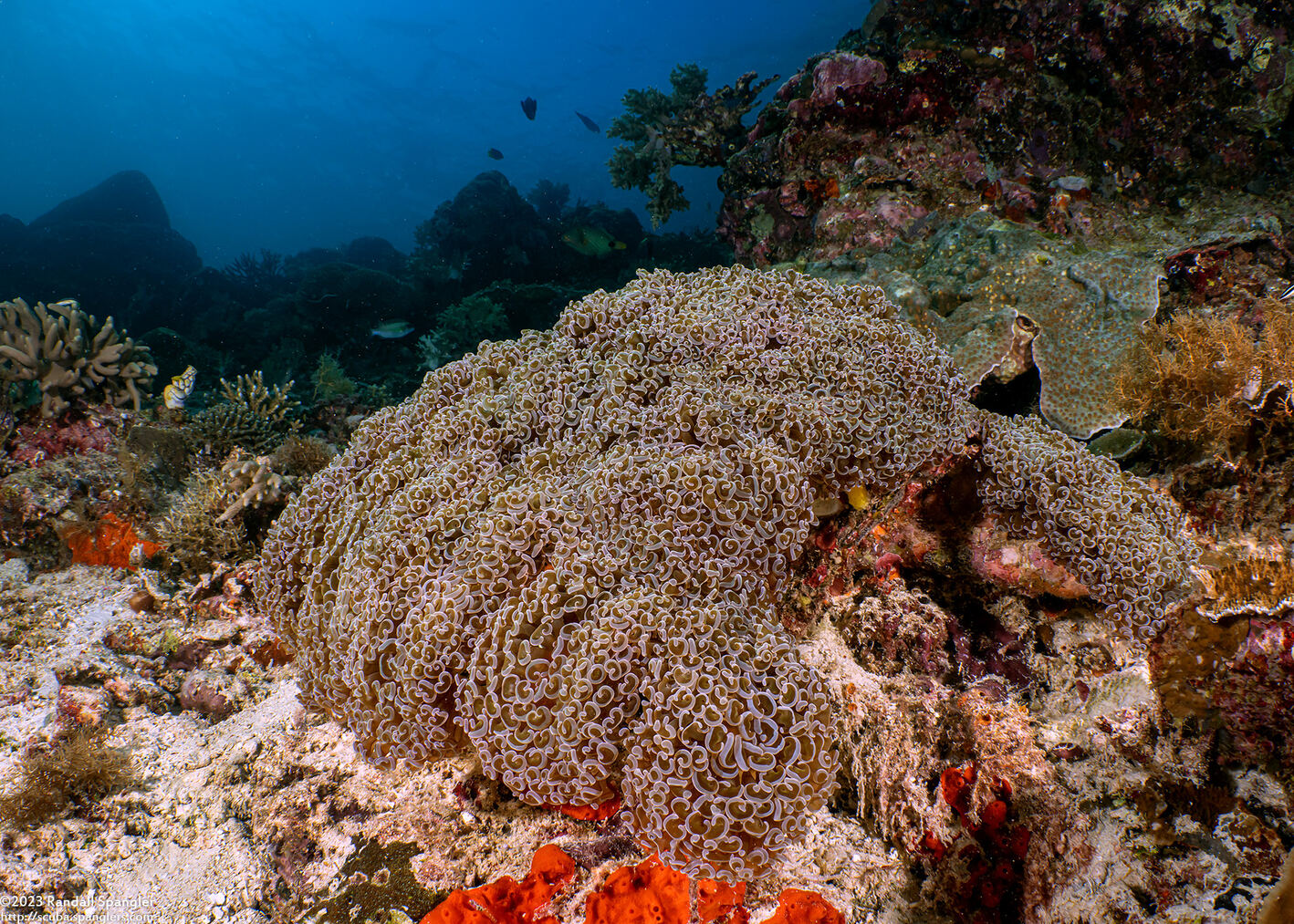 Fimbriaphyllia ancora (Anchor Coral)