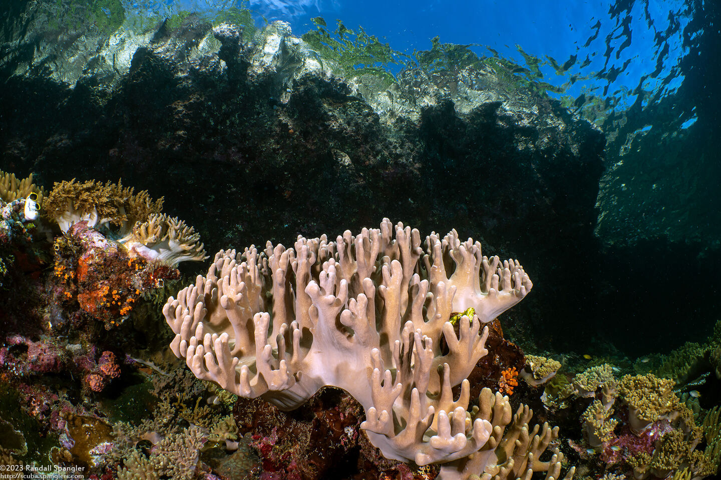 Sinularia sp.1 (Leather Coral)