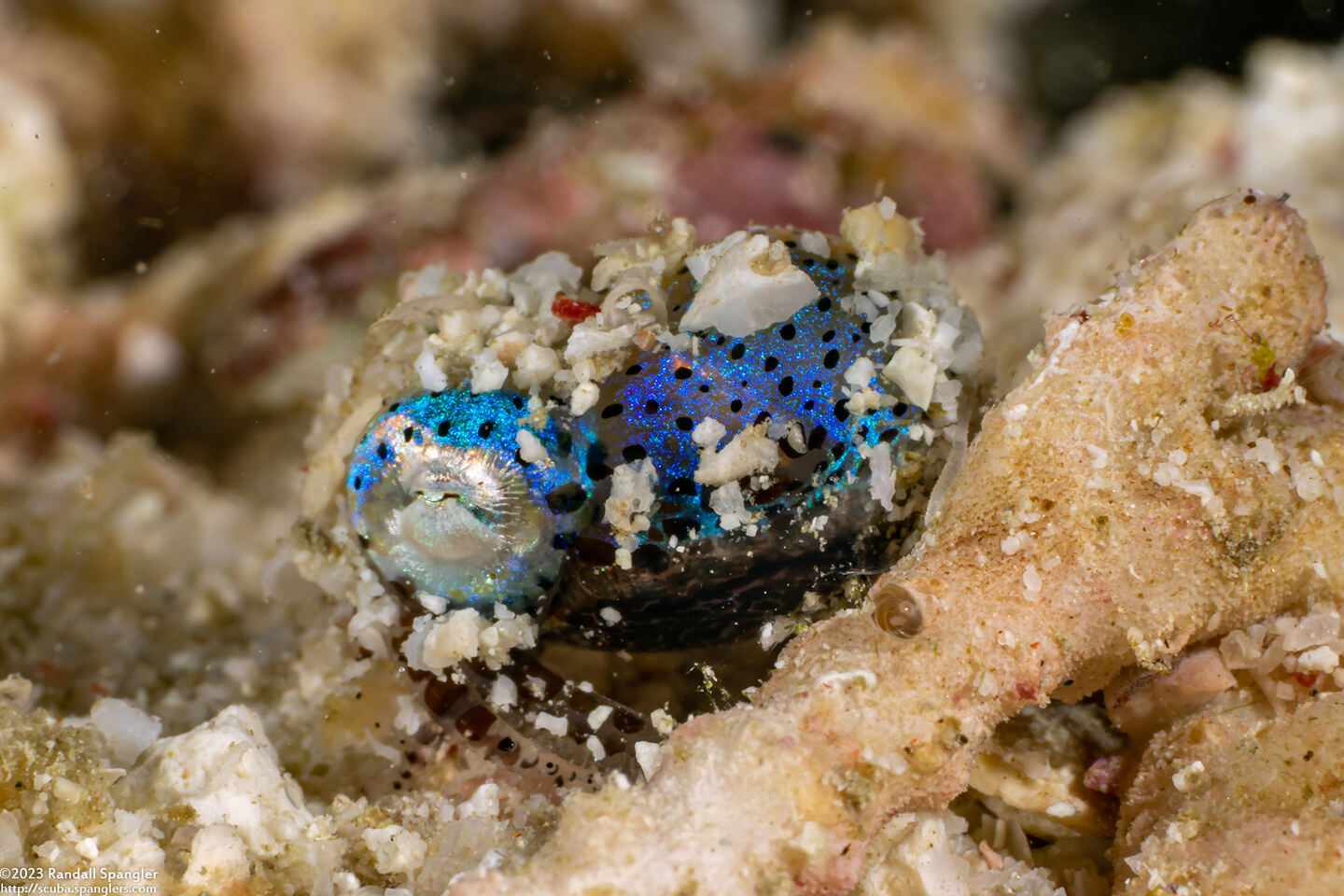 Euprymna berryi (Berry's Bobtail Squid)