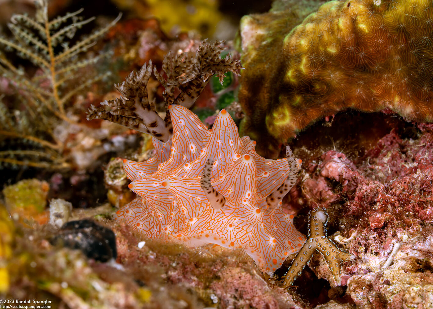 Halgerda batangas (Batangas Halgerda)