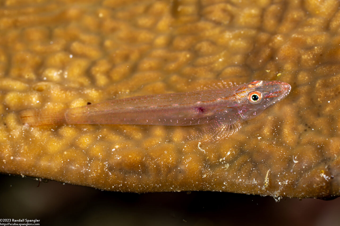 Phyllogobius platycephalops (Flathead Goby)