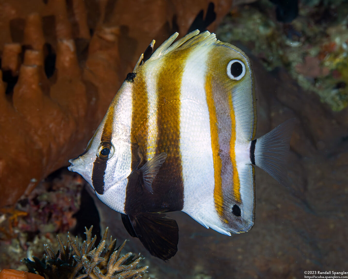Coradion melanopus (Two-Eyed Coralfish)
