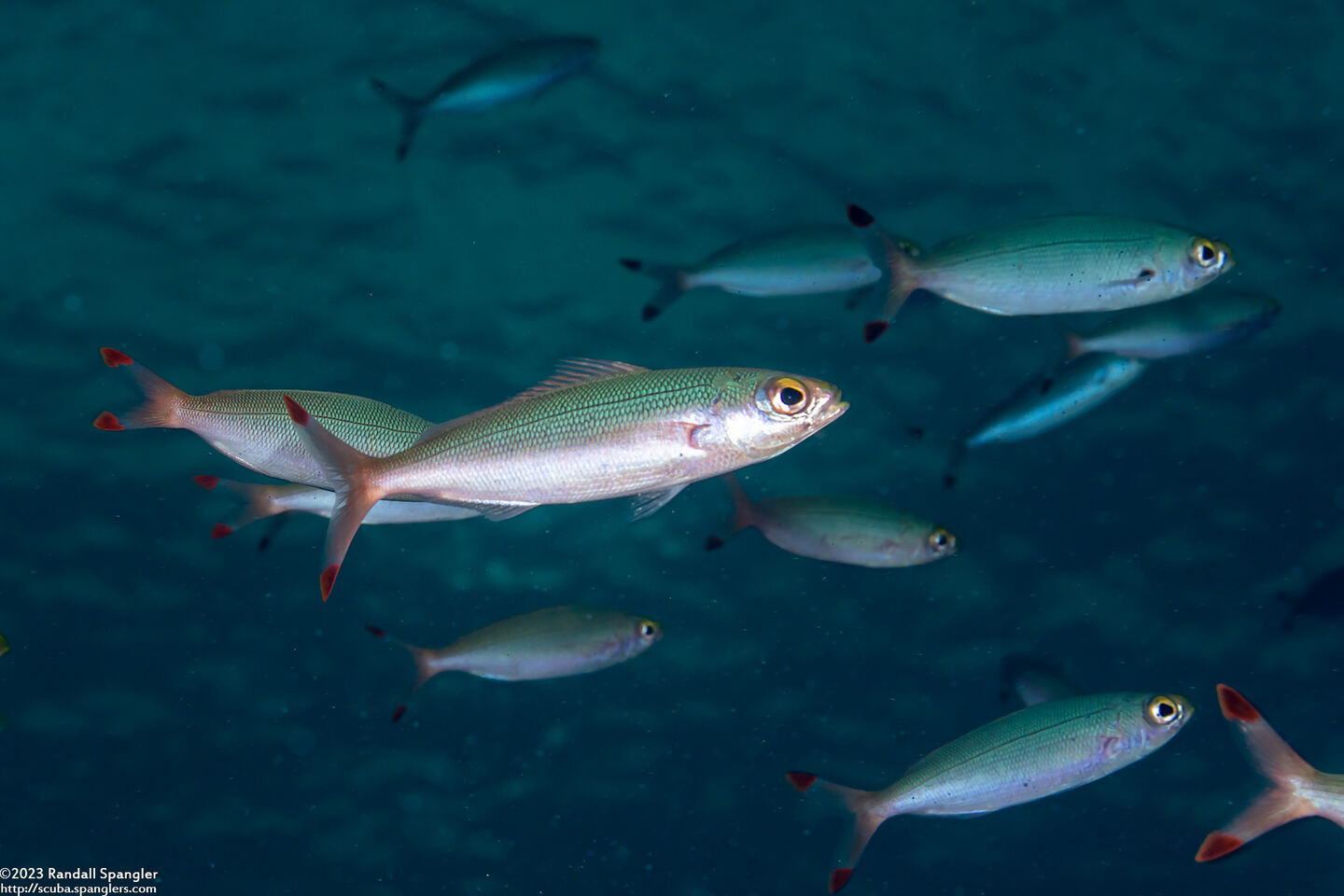 Pterocaesio pisang (Ruddy Fusilier)