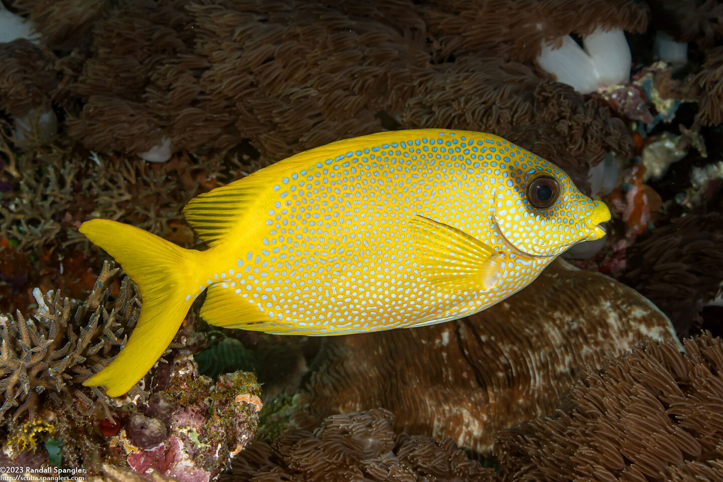 Siganus corallinus (Coral Rabbitfish)