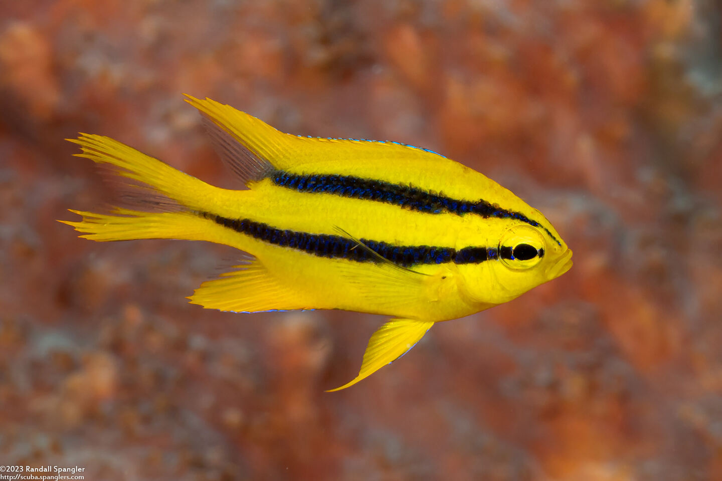 Neoglyphidodon nigroris (Yellowtail Damsel)
