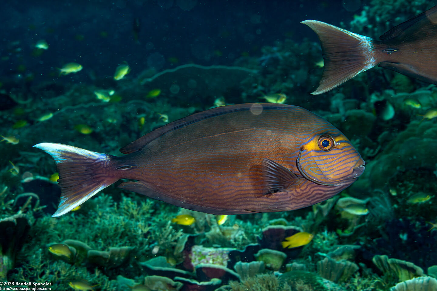Acanthurus mata (Yellowmask Surgeonfish)