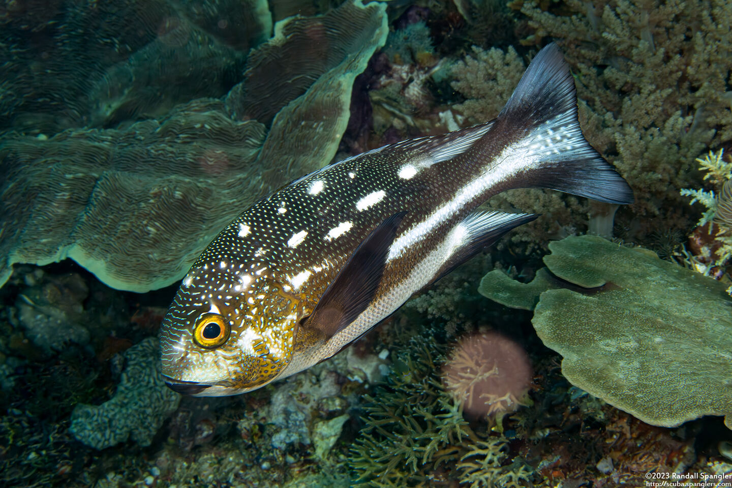 Macolor macularis (Midnight Snapper)