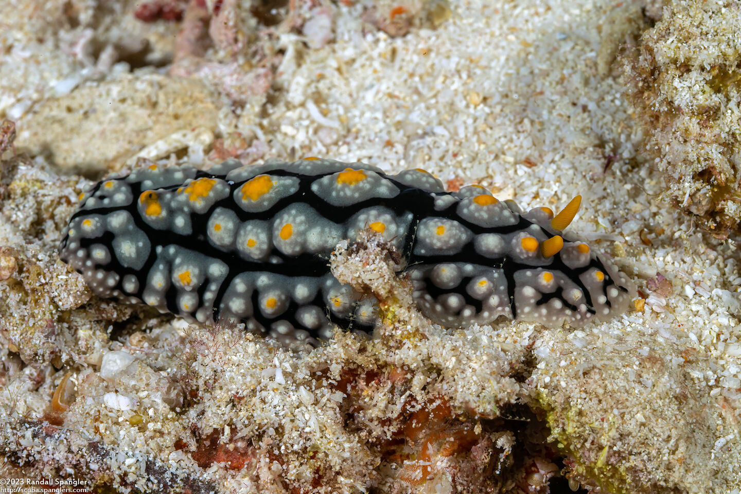 Phyllidia elegans (Elegant Phyllidia)