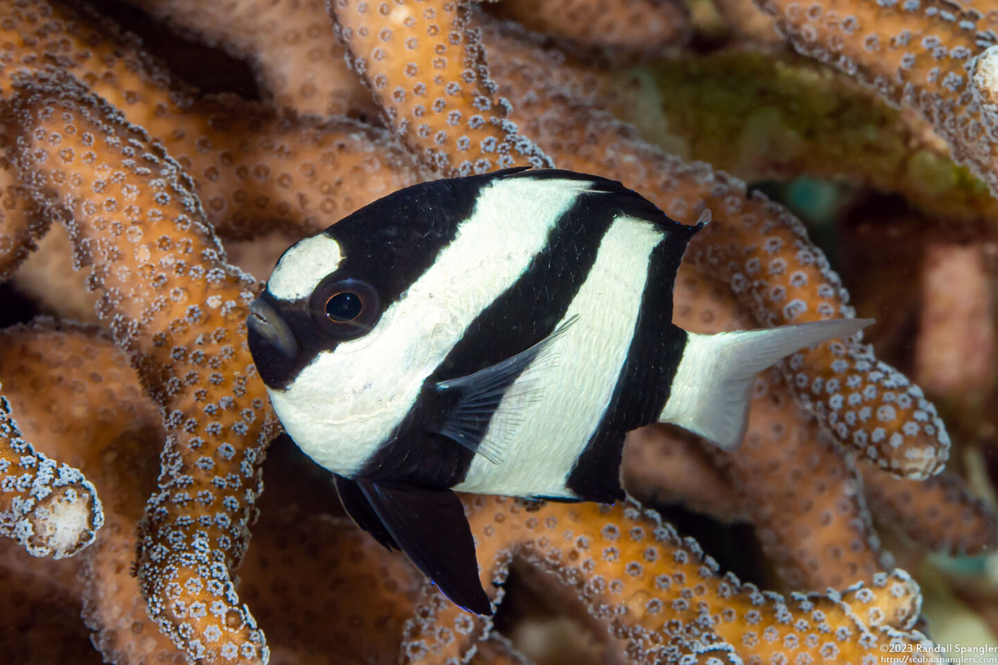 Dascyllus aruanus (Humbug Dascyllus)
