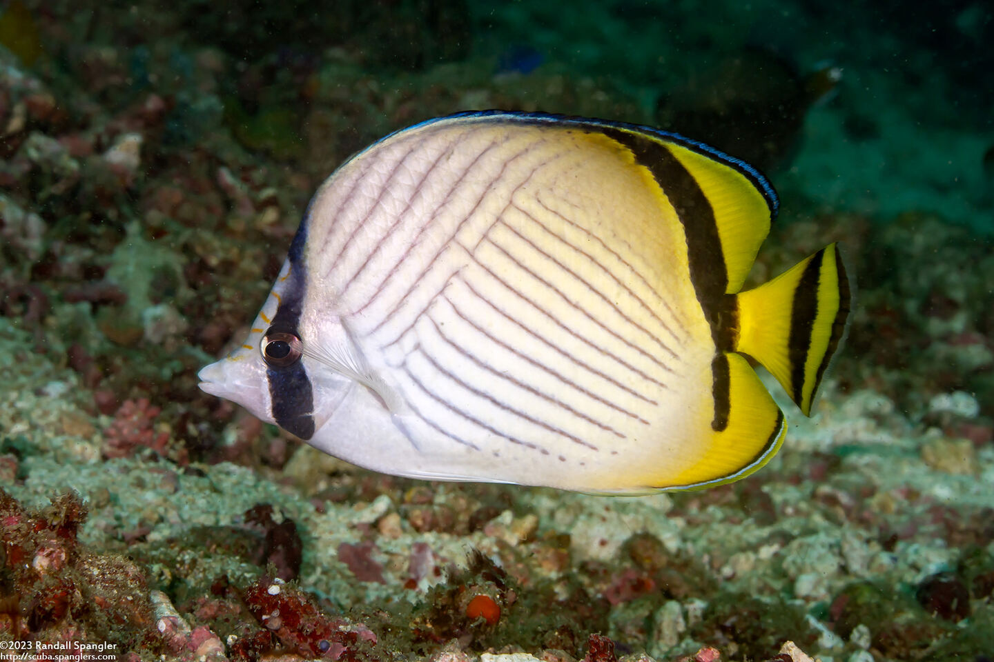 Chaetodon vagabundus (Vagabond Butterflyfish)