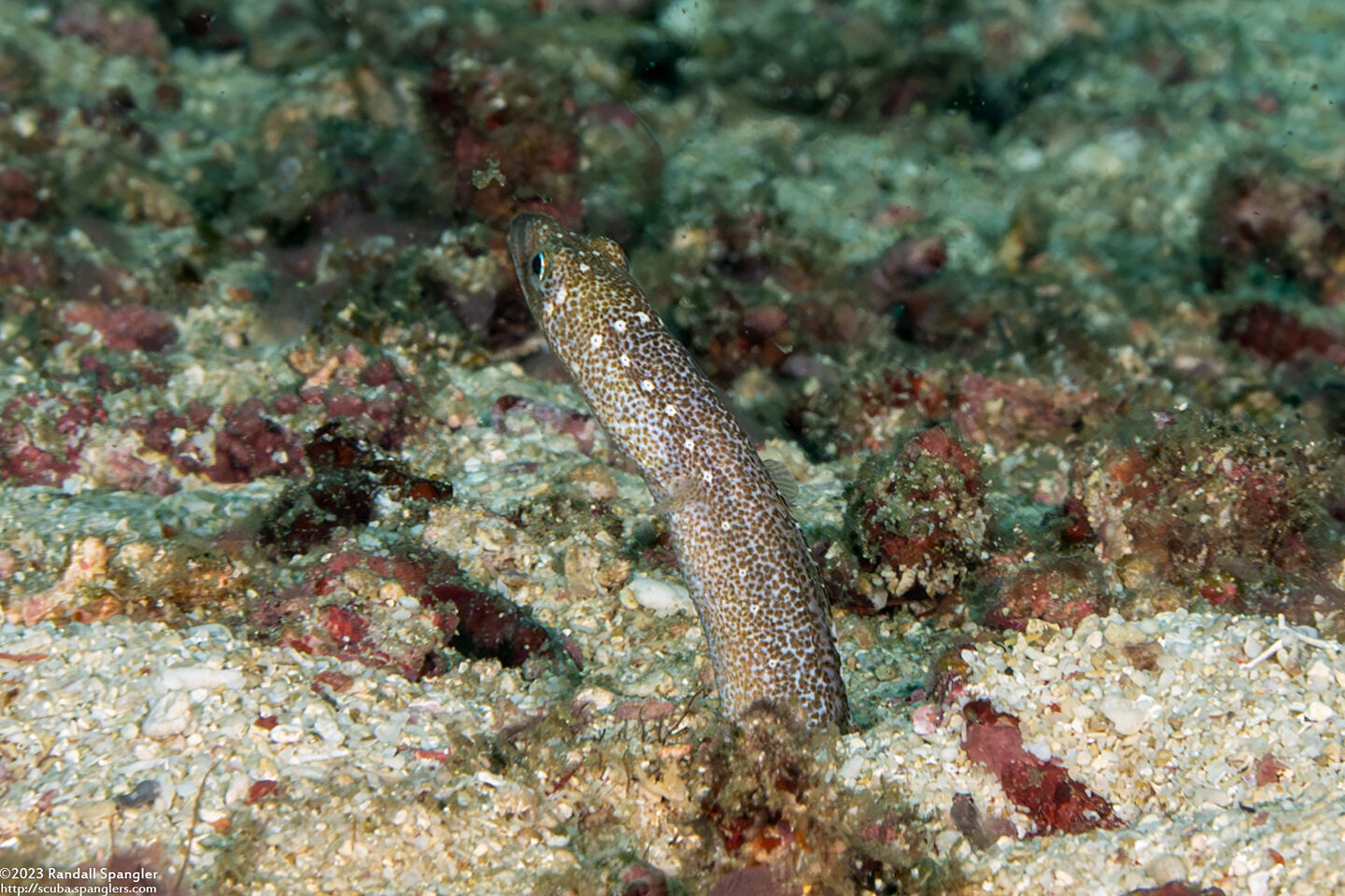 Gorgasia barnesi (Barnes' Garden Eel)