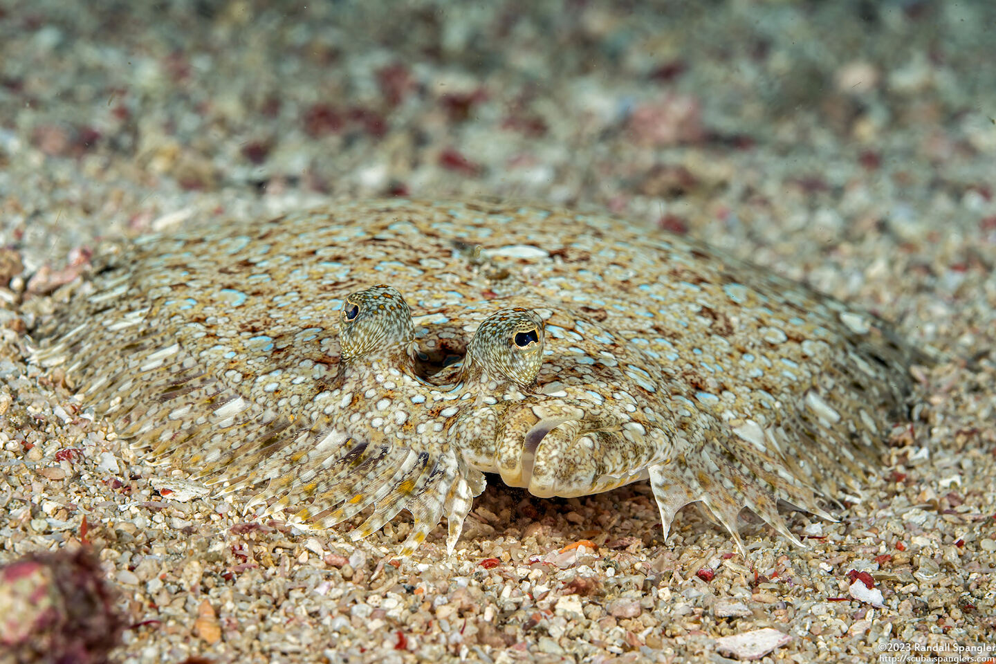 Bothus pantherinus (Panther Flounder)
