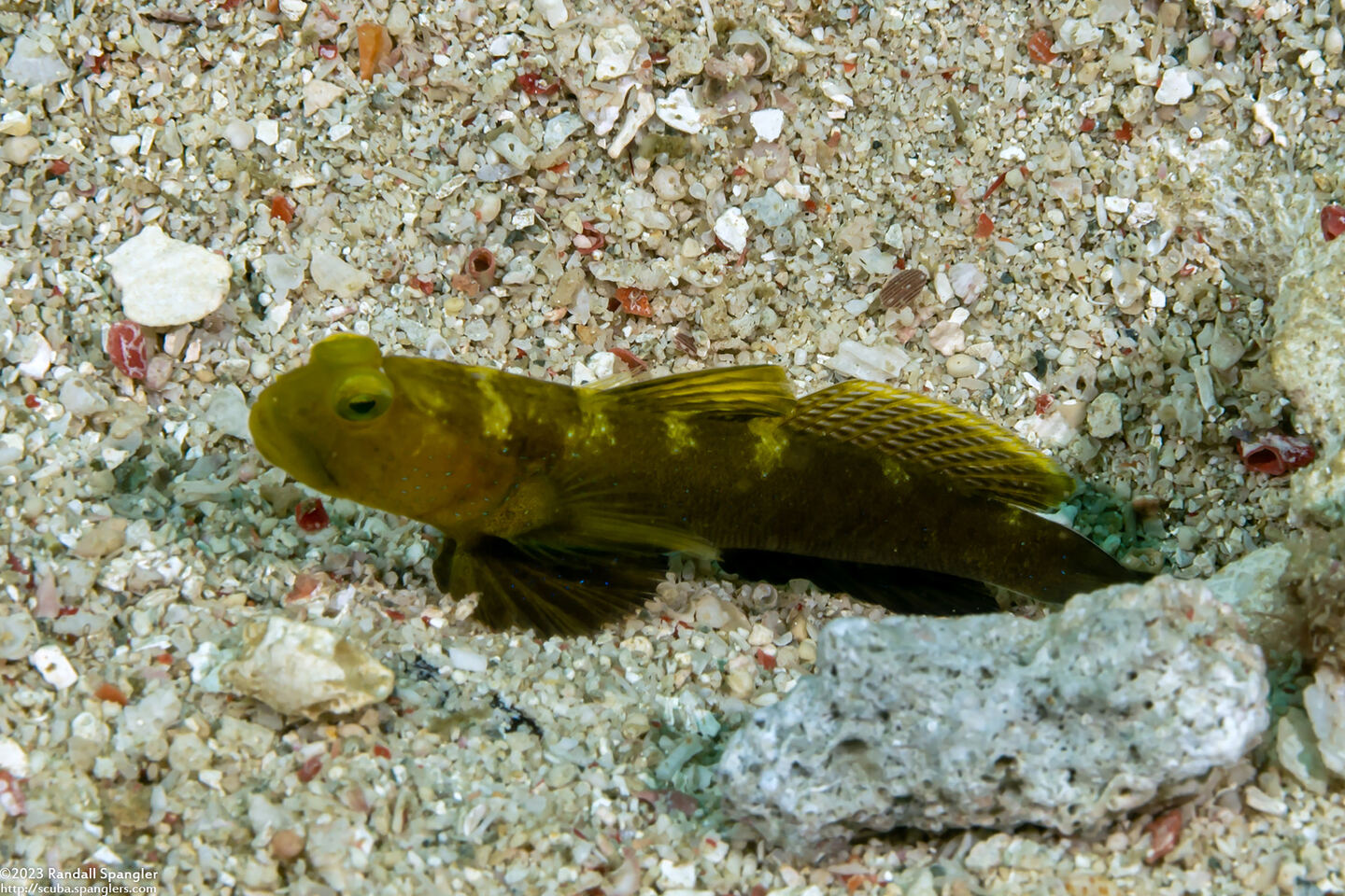 Cryptocentrus fasciatus (Barred Shrimpgoby)