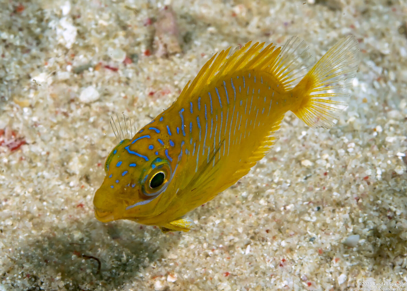 Siganus doliatus (Barred Rabbitfish)