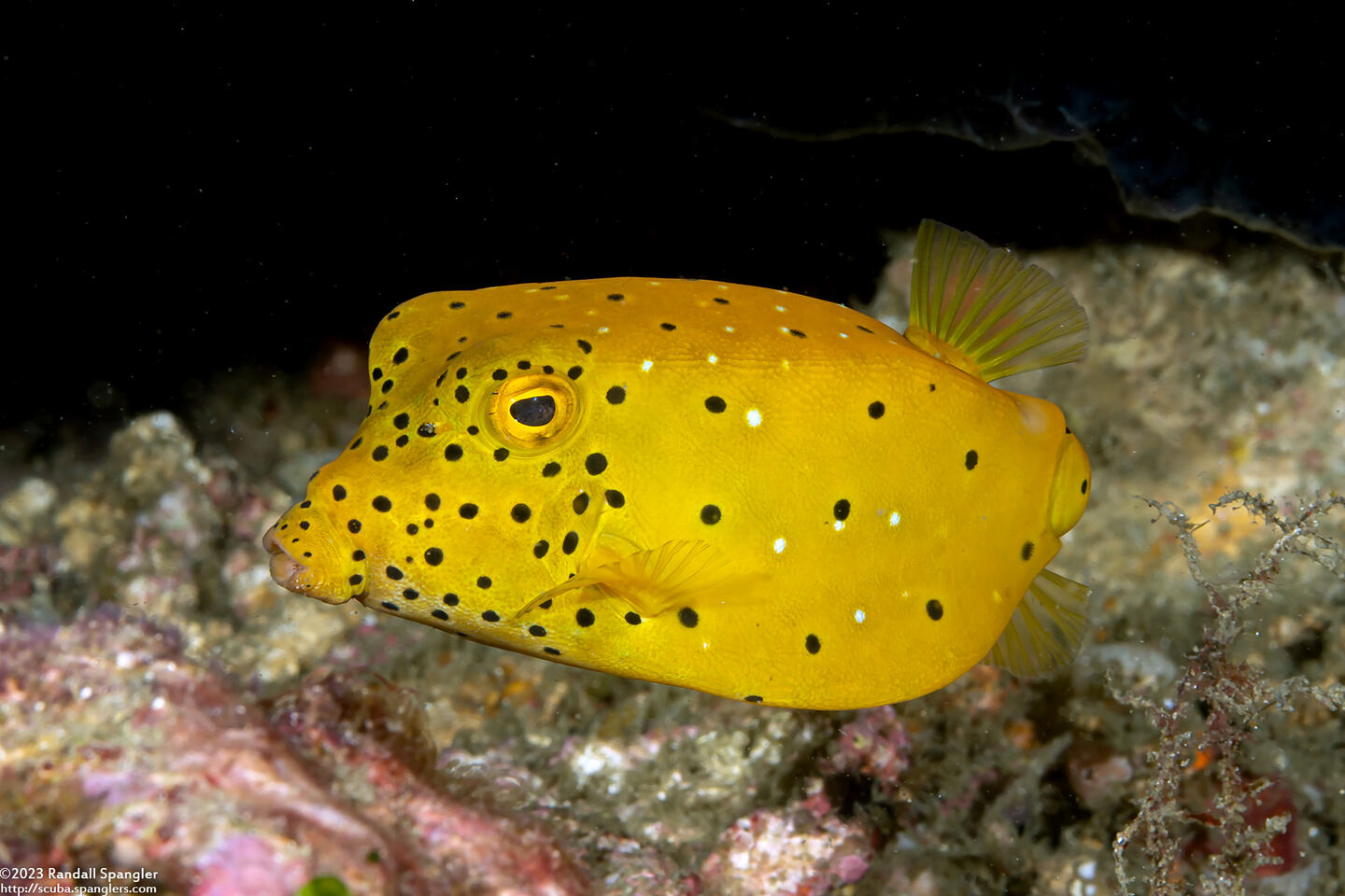 Ostracion cubicum (Yellow Boxfish)