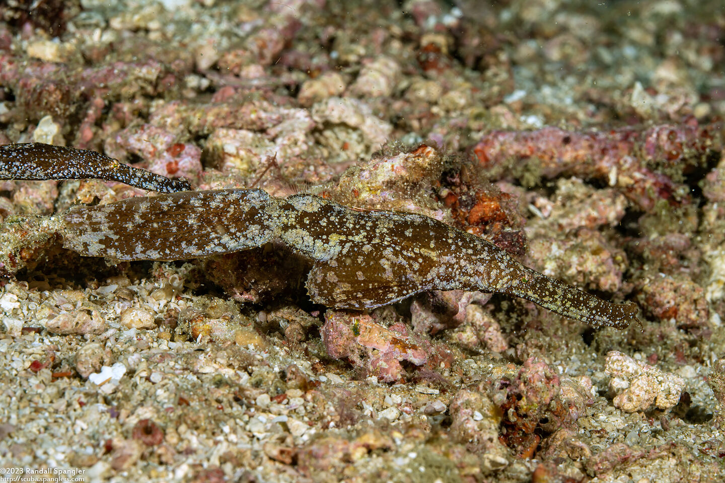 Solenostomus cyanopterus (Robust Ghost Pipefish)