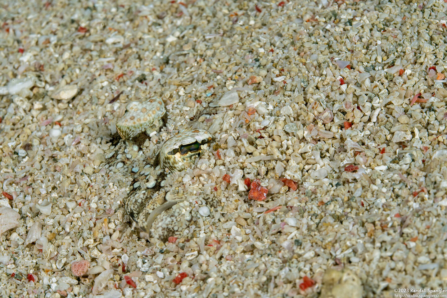 Bothus pantherinus (Panther Flounder)