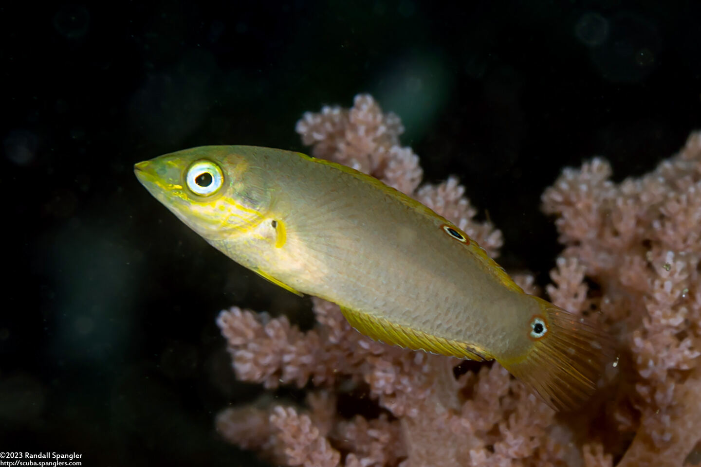 Halichoeres chrysus (Canary Wrasse)