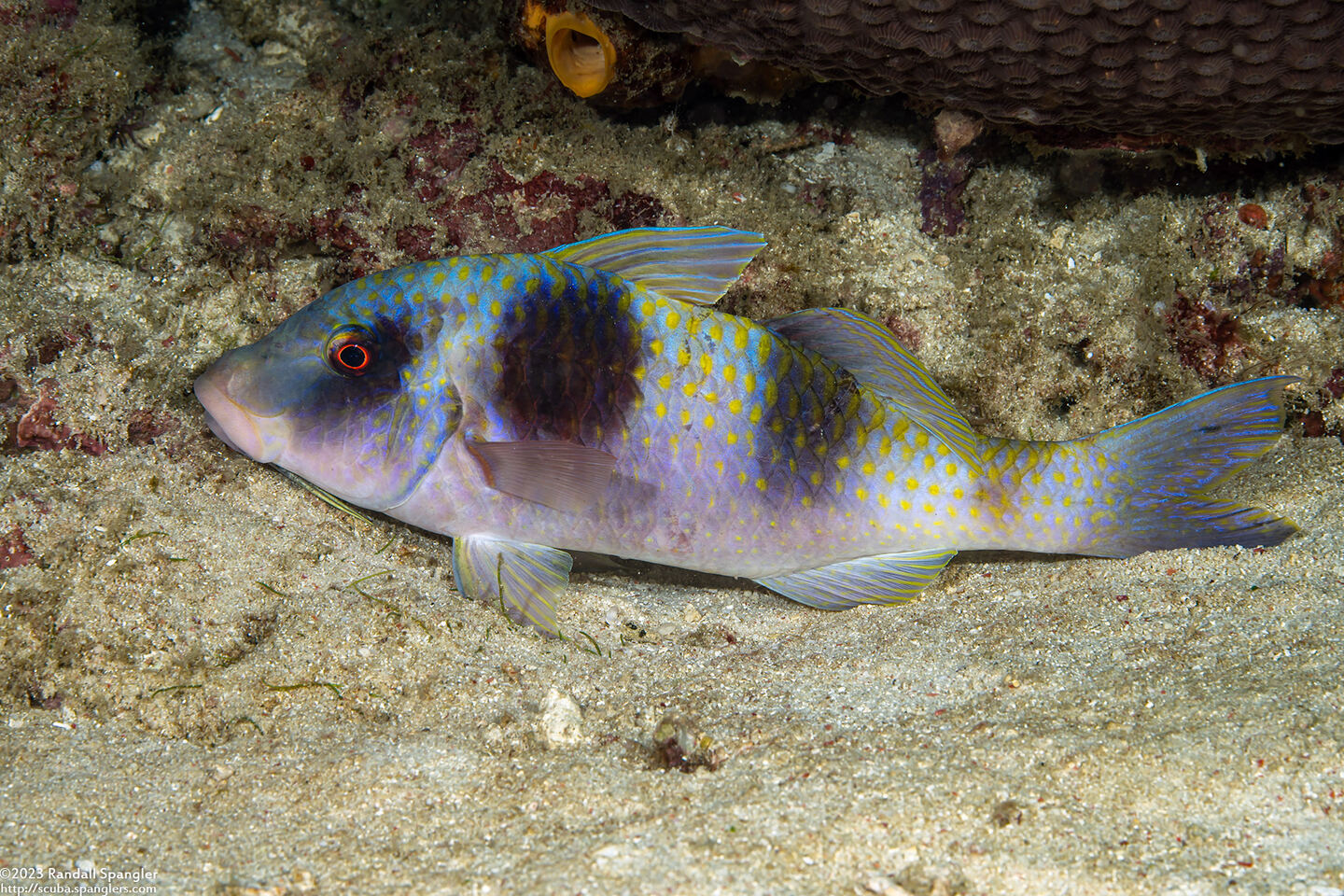 Parupeneus crassilabris (Doublebar Goatfish)