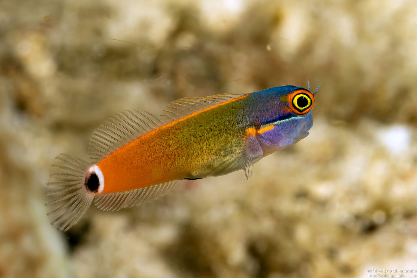 Ecsenius stigmatura (Tailspot Coralblenny)
