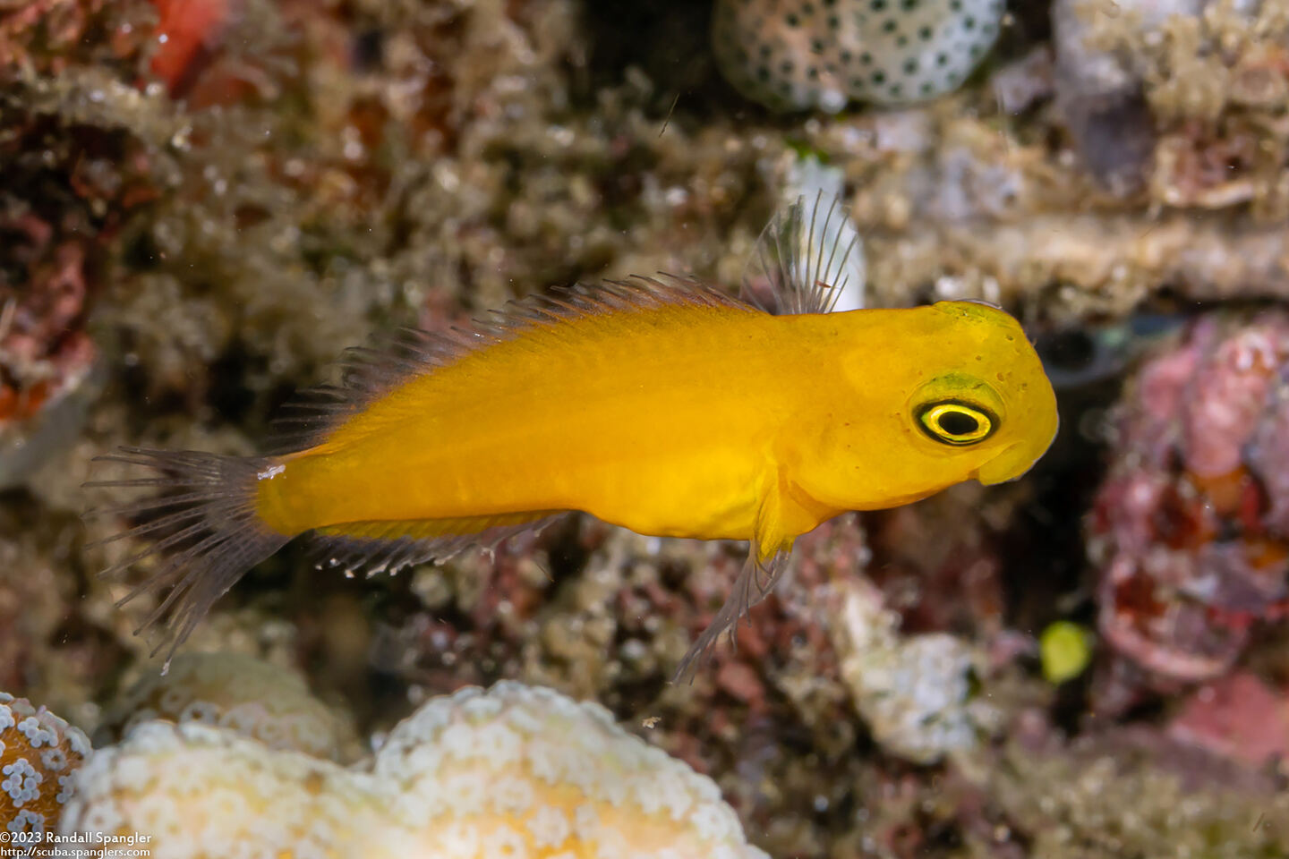 Ecsenius lividanalis (Blackspot Coralblenny)