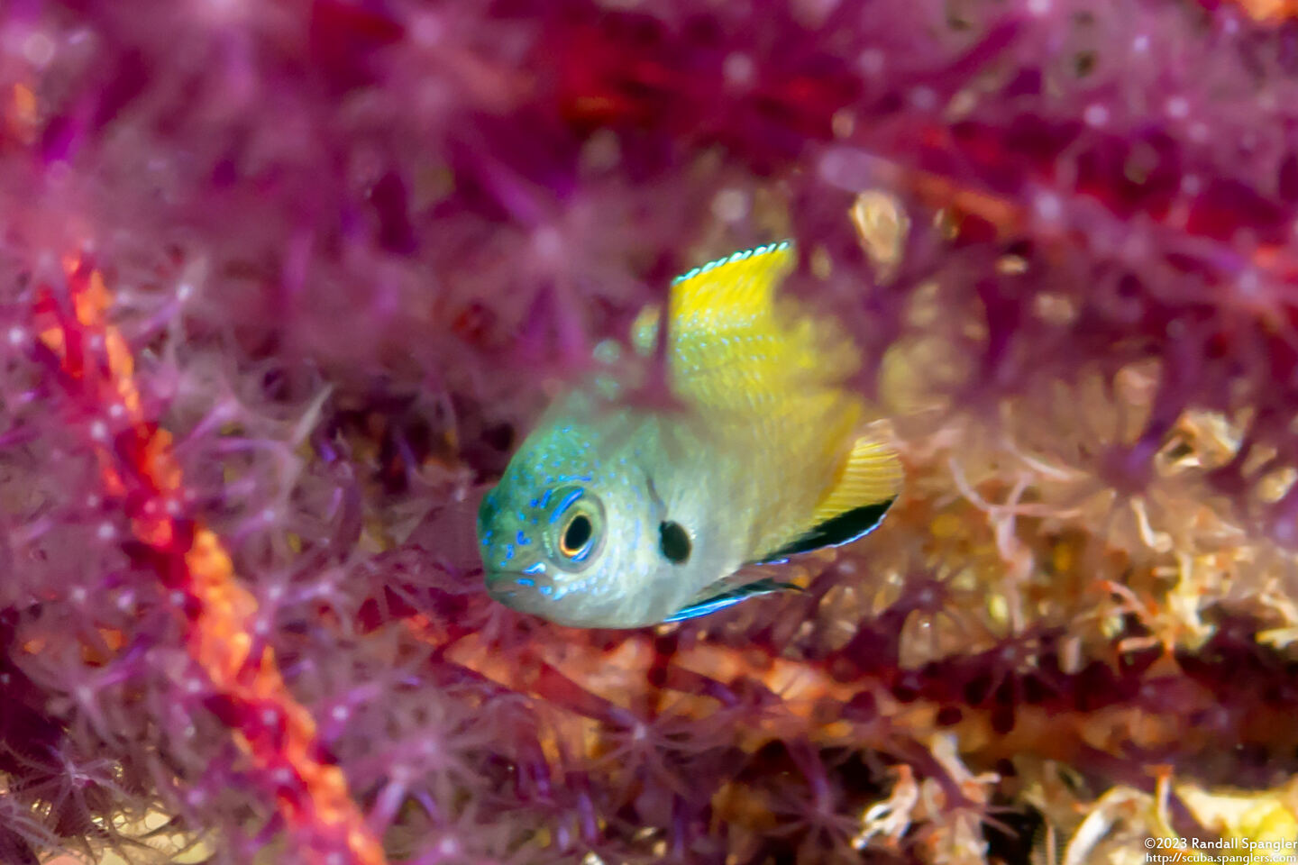 Pomacentrus nigromanus (Goldback Damsel)