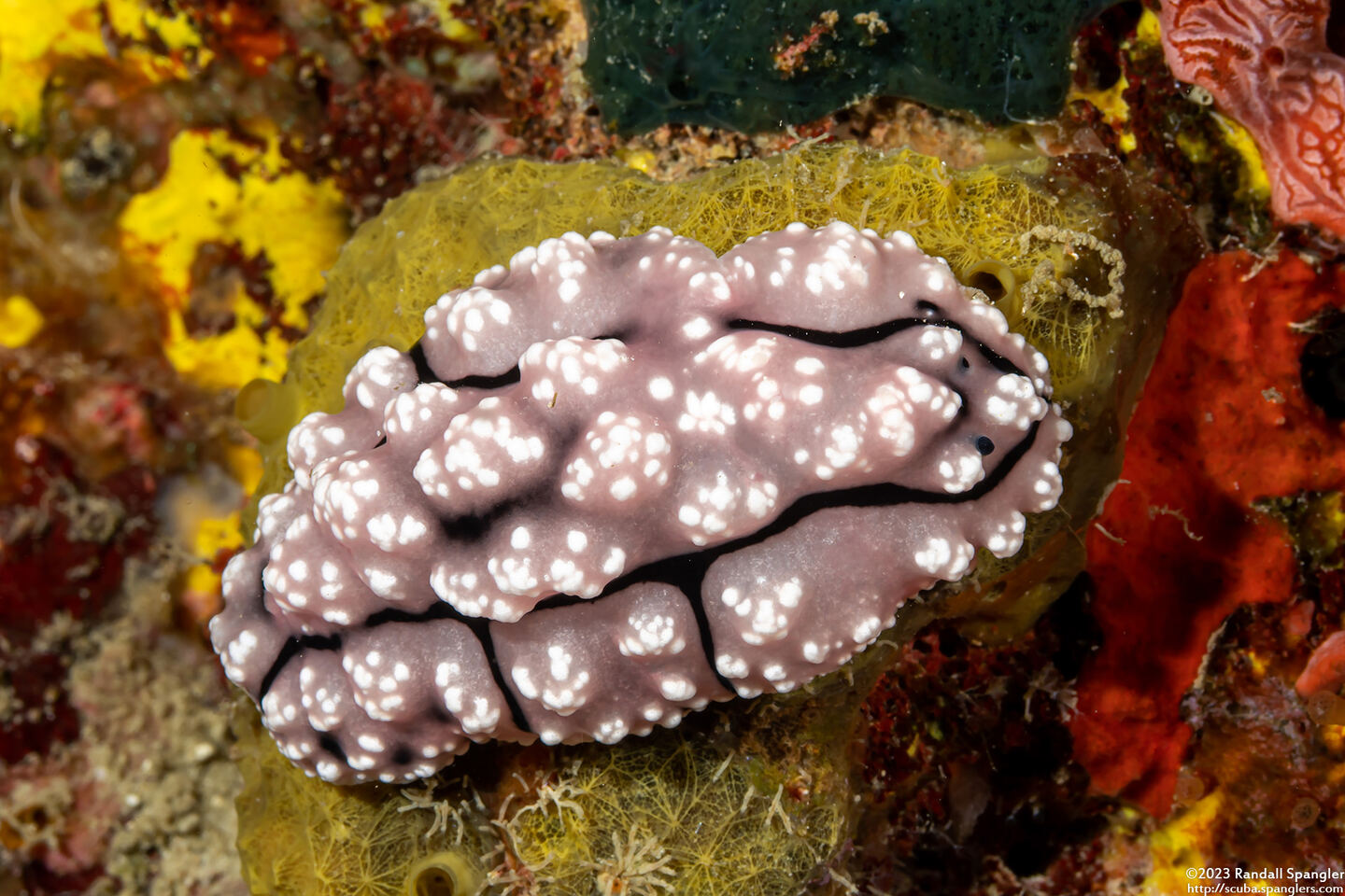 Phyllidiopsis krempfi (Phyllidiopsis Krempfi)