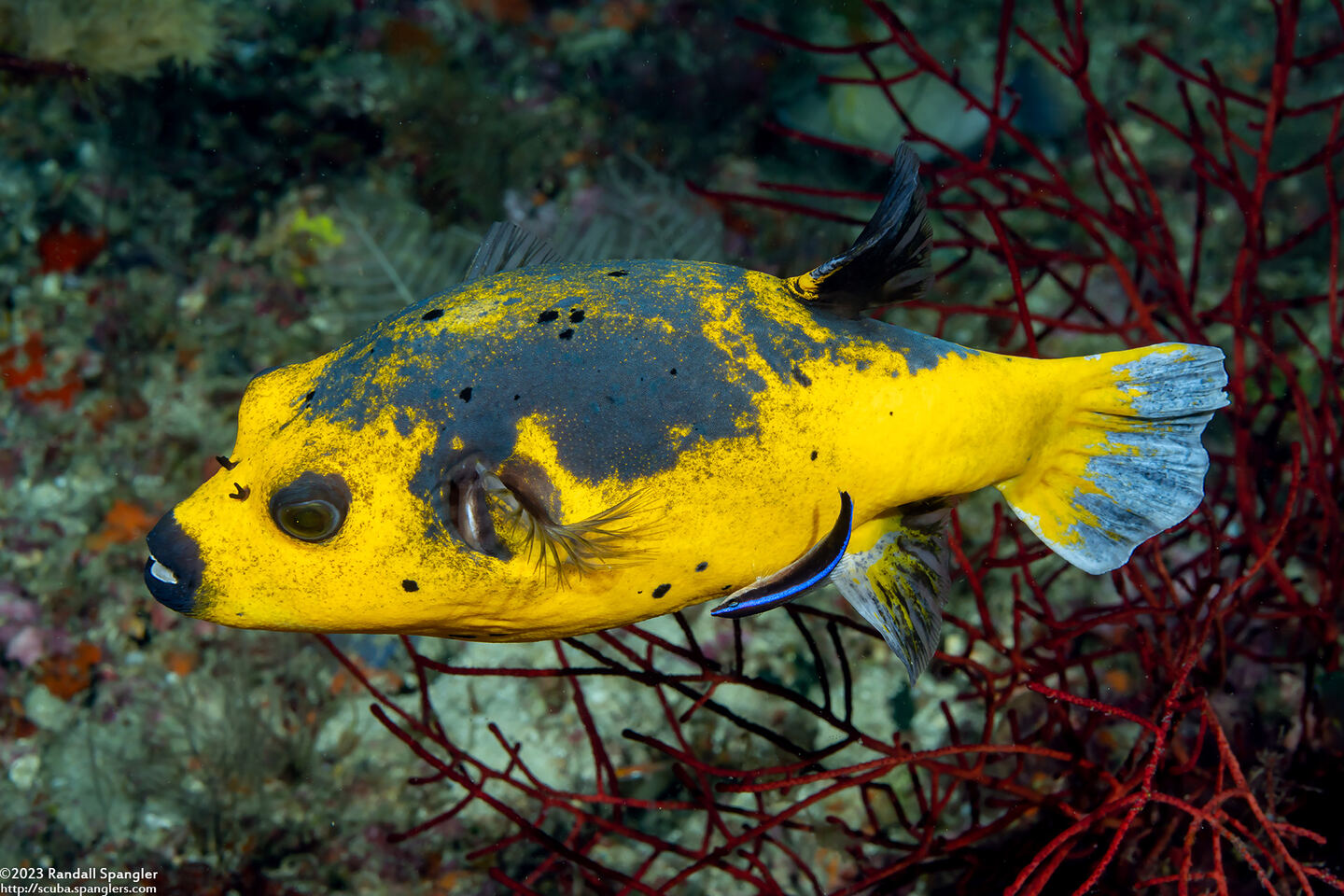 Arothron nigropunctatus (Blackspotted Puffer)
