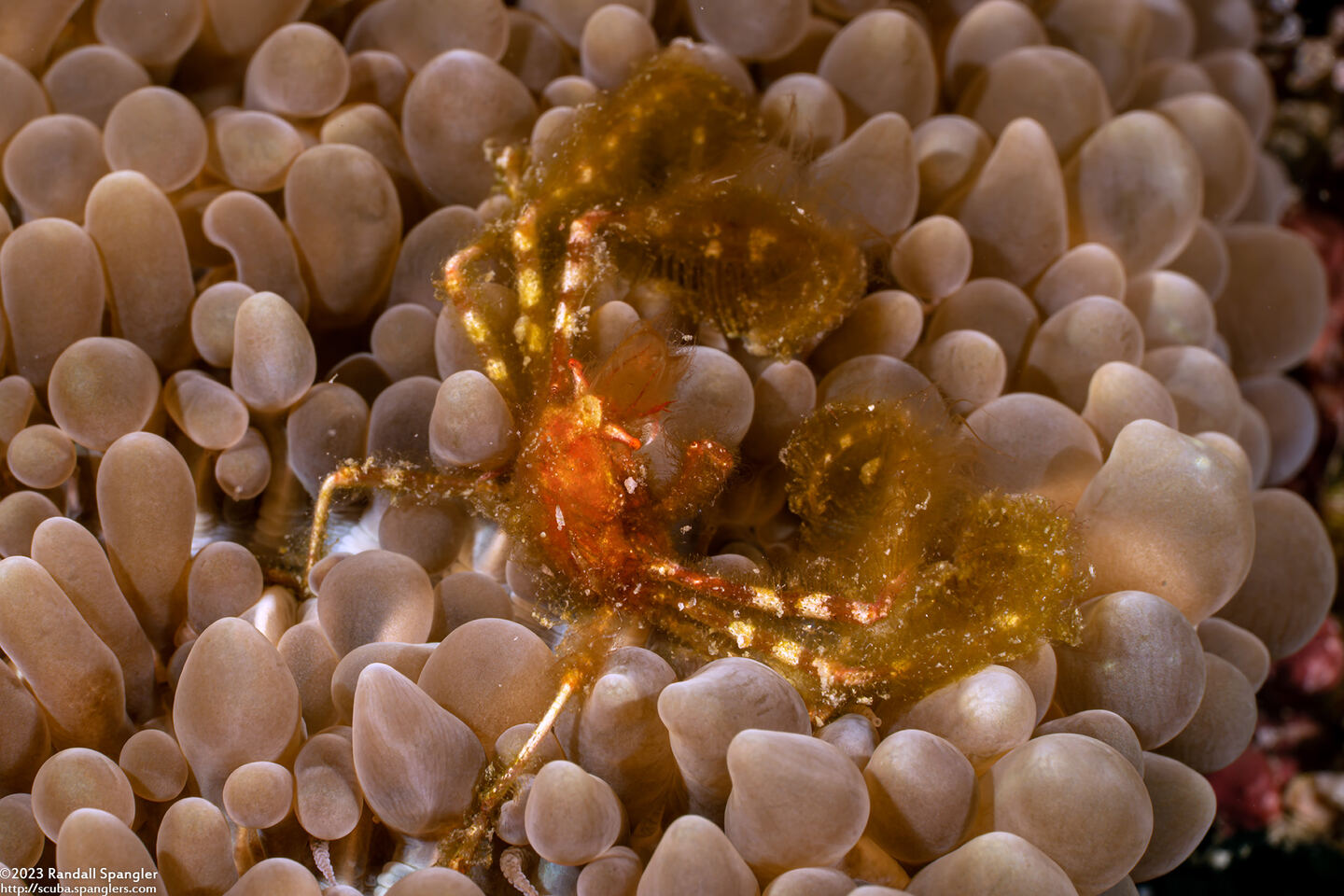 Oncinopus sp.1 (Orangutan Crab)