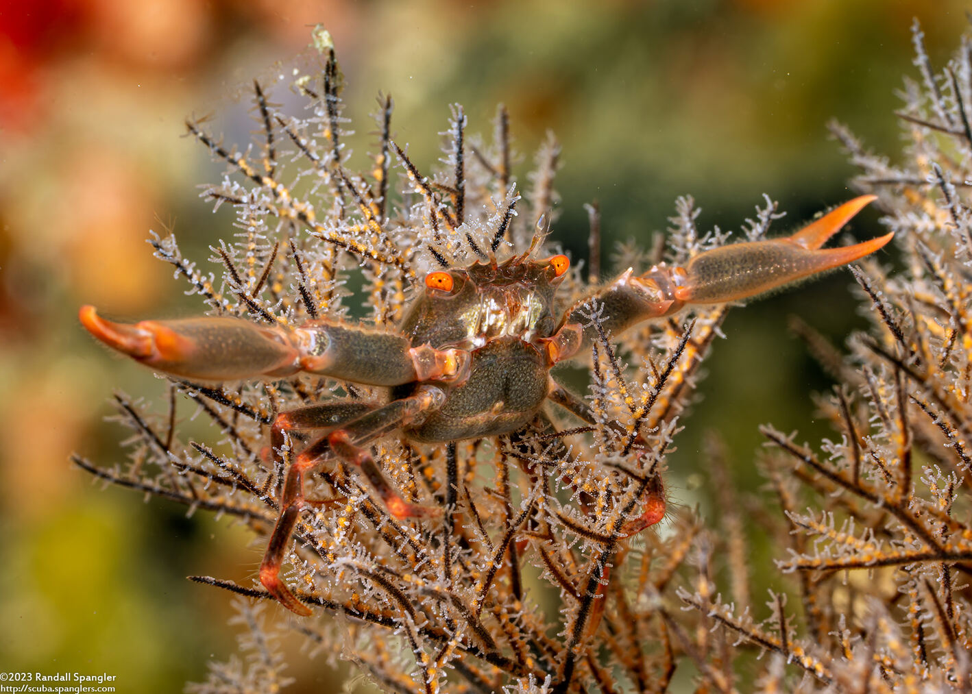 Quadrella maculosa (Black Coral Crab)