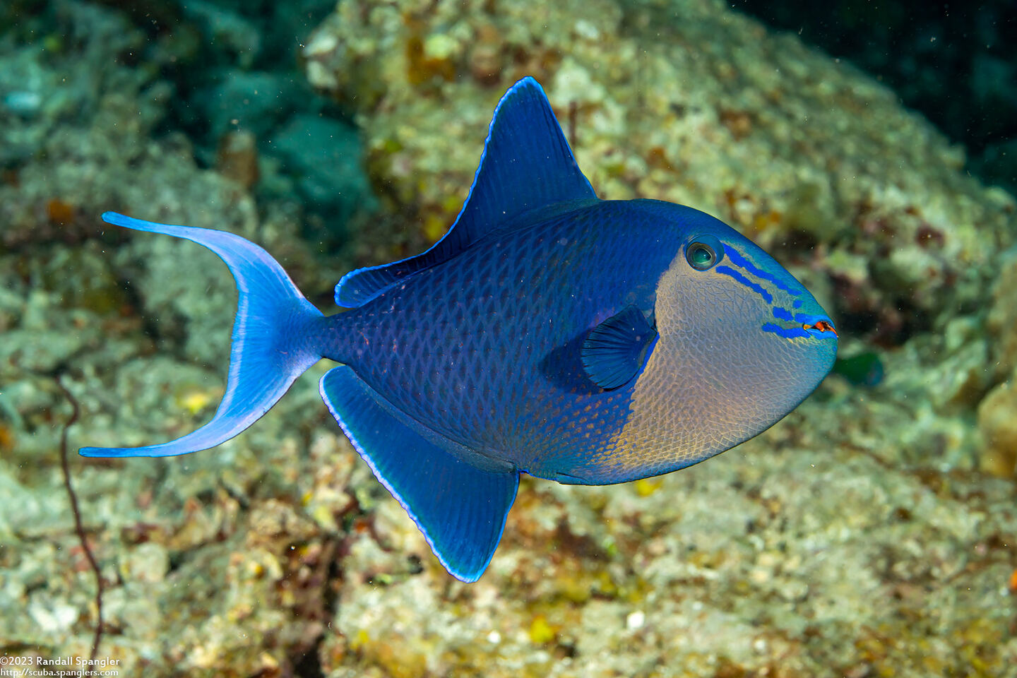 Odonus niger (Redtooth Triggerfish)